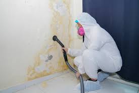 Professional Mold Remediation in Ben Avon, PA